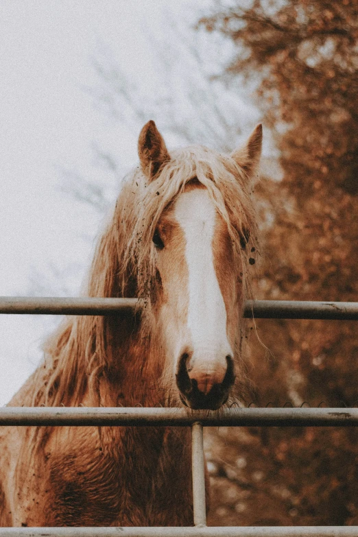 a closeup of a brown horse behind a wooden fence