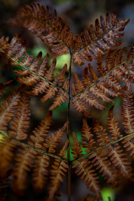 a close - up view of the plant in a forest