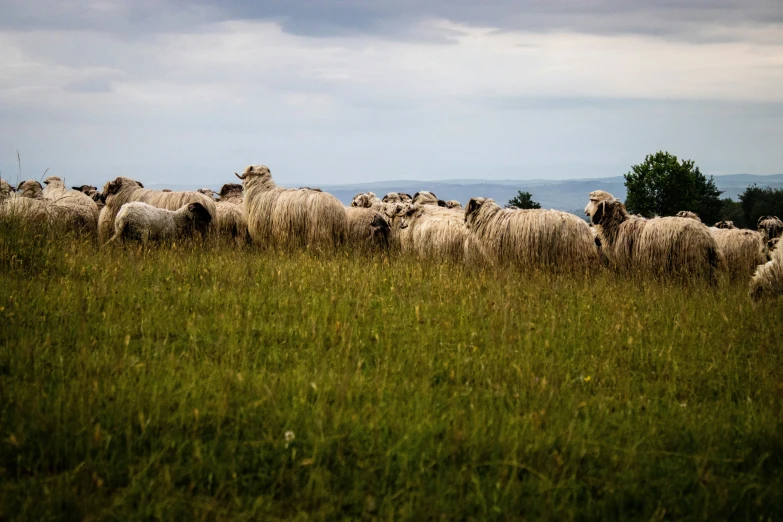 there are many sheep in this field, mostly white