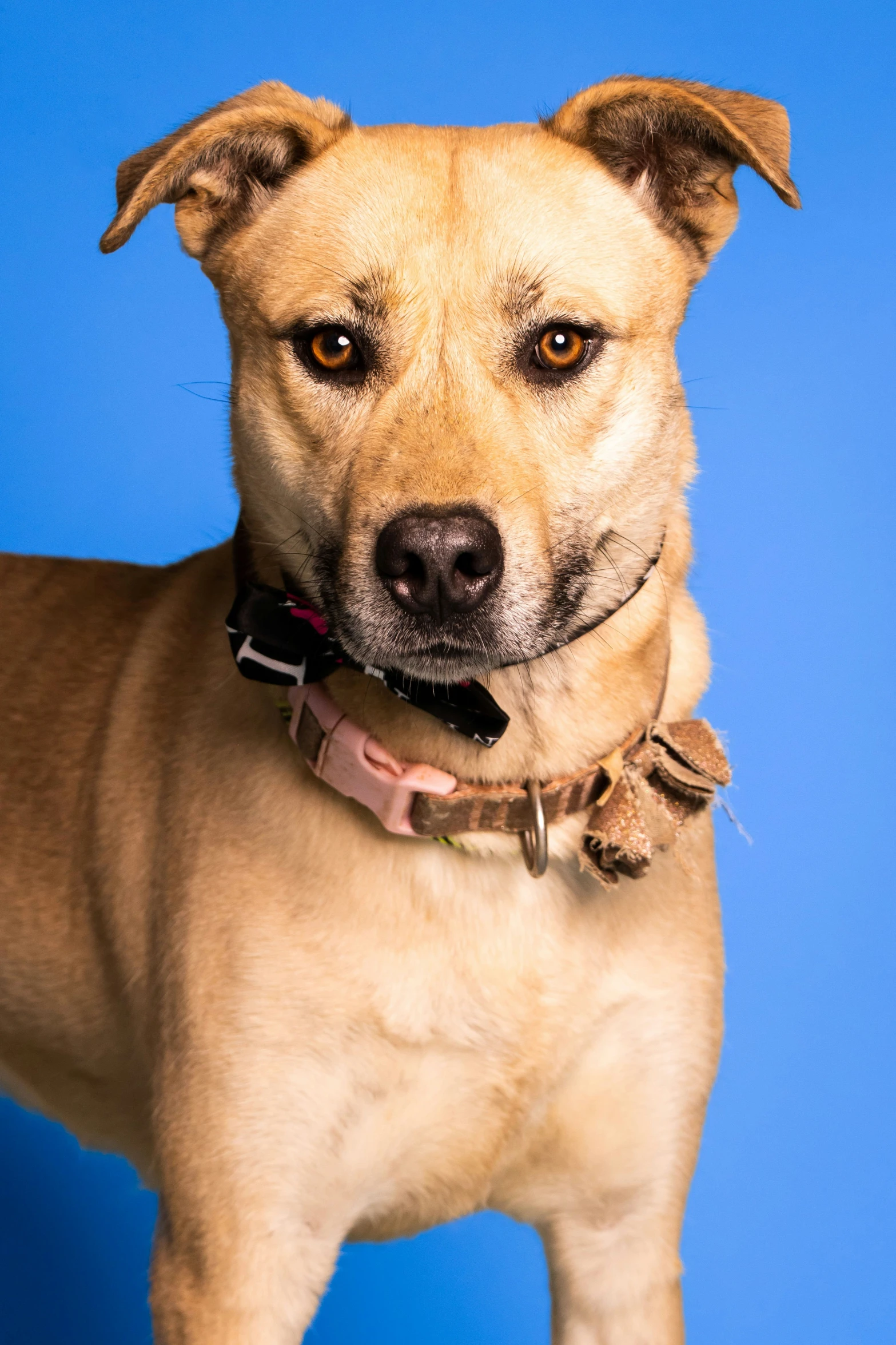 a brown dog standing with a blue background