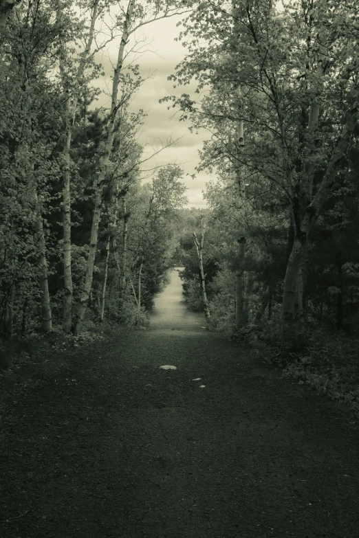 a road in a forest with tall trees