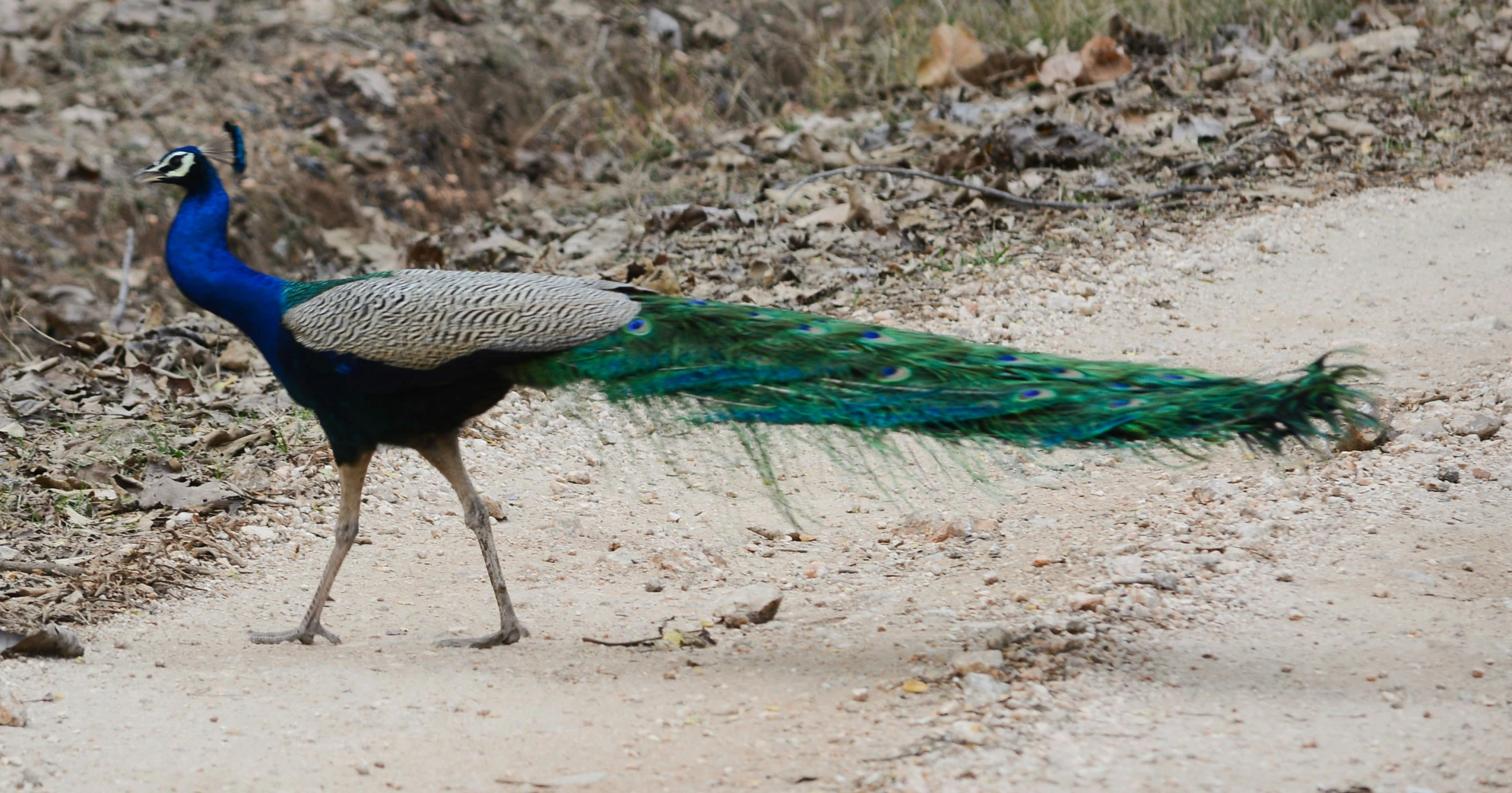 the peacock walks on the dirt road