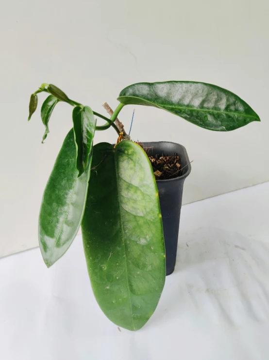 a close up of a plant on a white table