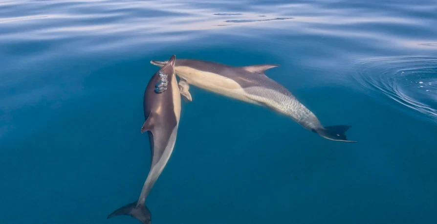 two dolphins are swimming on top of each other