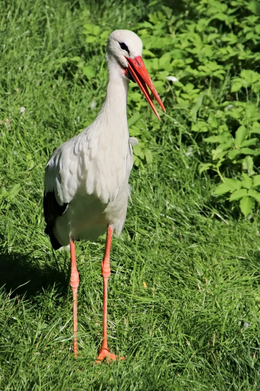 a stork with orange beak in a grassy field