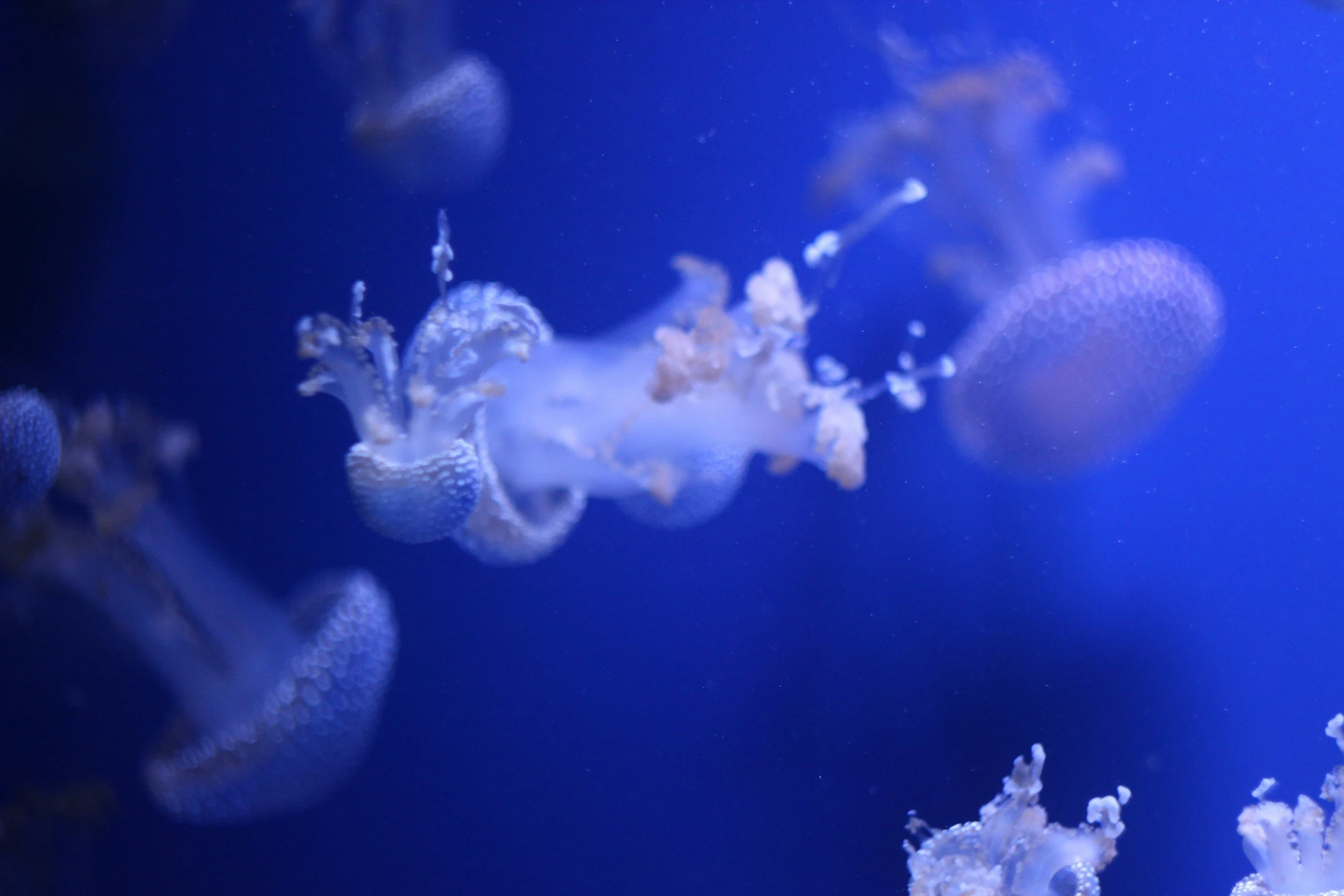 jellyfish in the blue water near an aquarium
