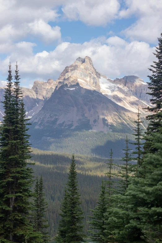 trees, snow capped mountains and mountains are in the background