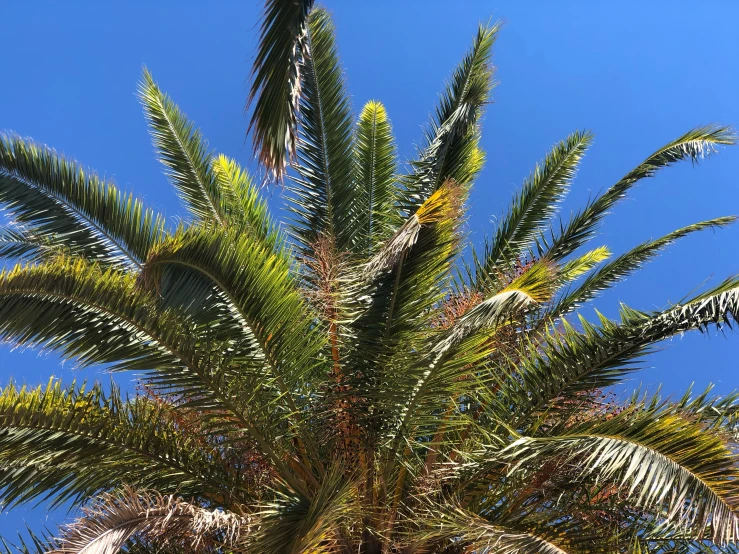 some green palm trees and a blue sky