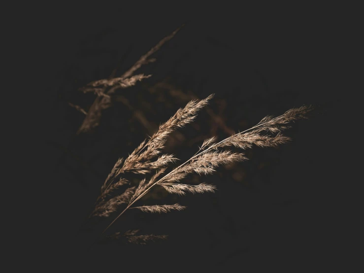 some dried plants with the dark background