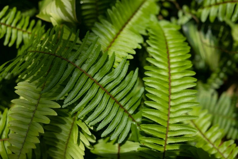 a fern has green leaves as well as other plants