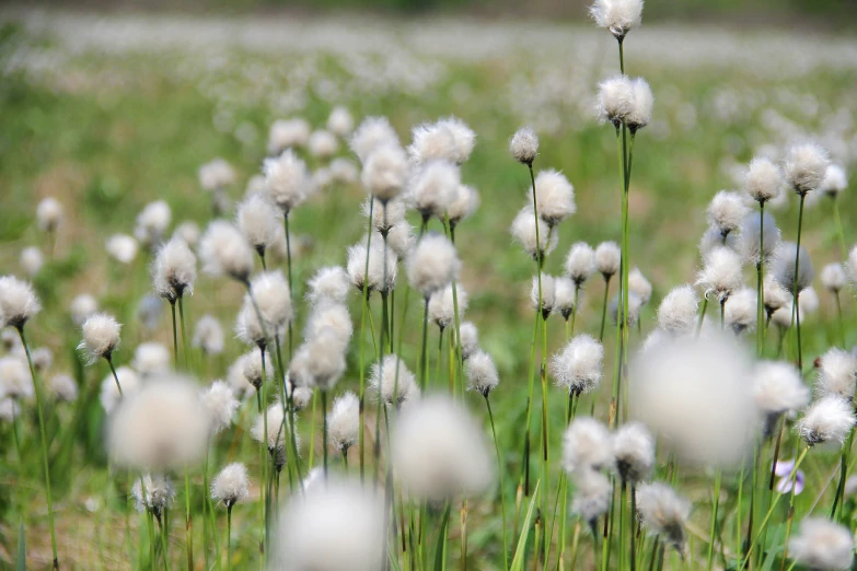 a field that has some white flowers in it