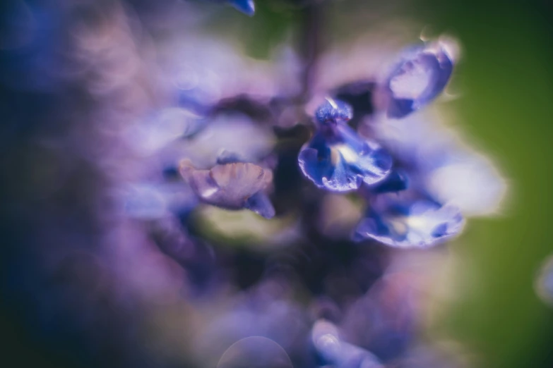 an abstract picture of a few purple flowers