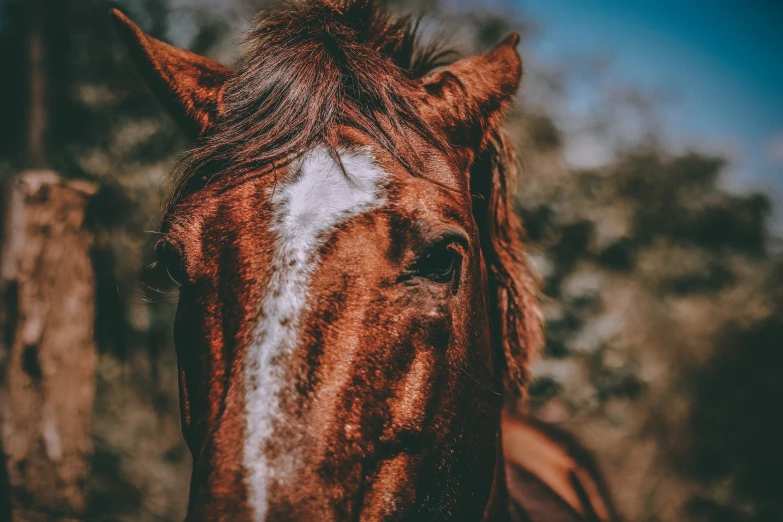 this is a horse with a white face and black eye