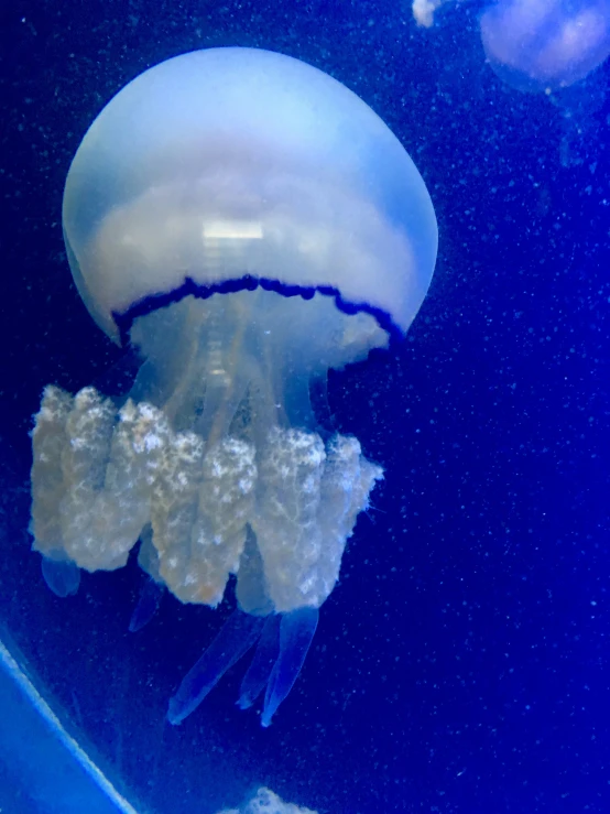 jellyfish swimming under water at a tank