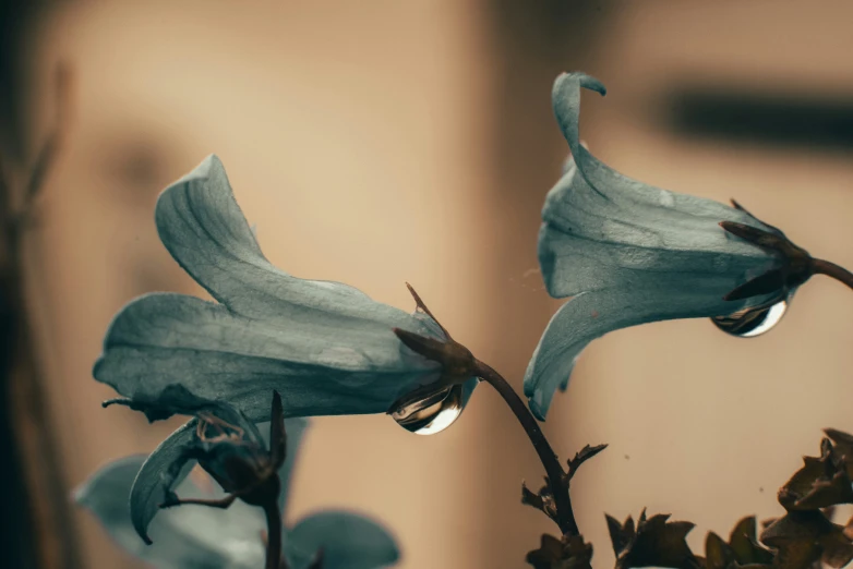 water drops are visible on some flowers