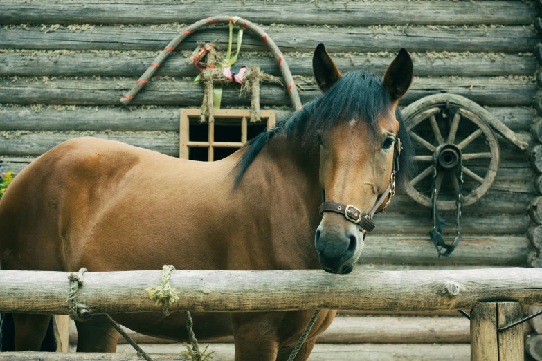 there is a horse standing next to a fence