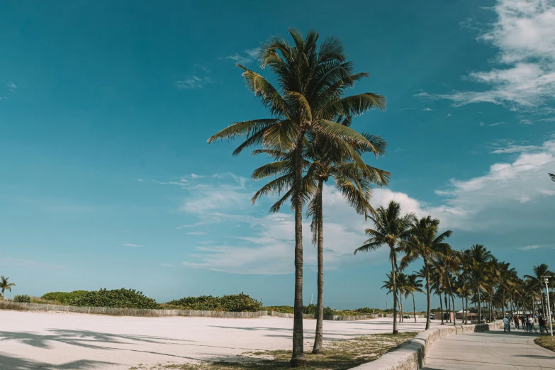 a long paved walkway between two palm trees