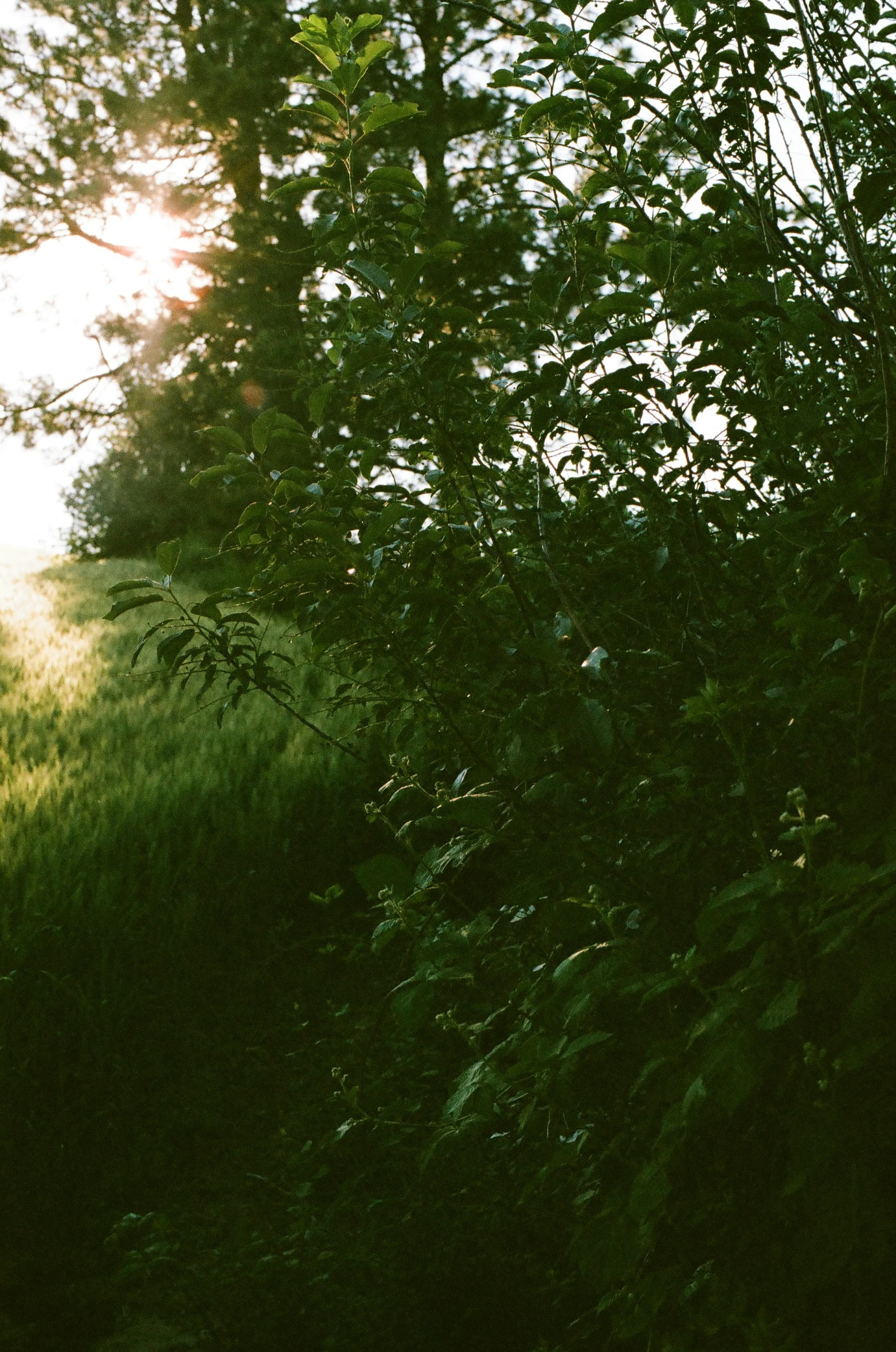 a person standing on a road surrounded by trees