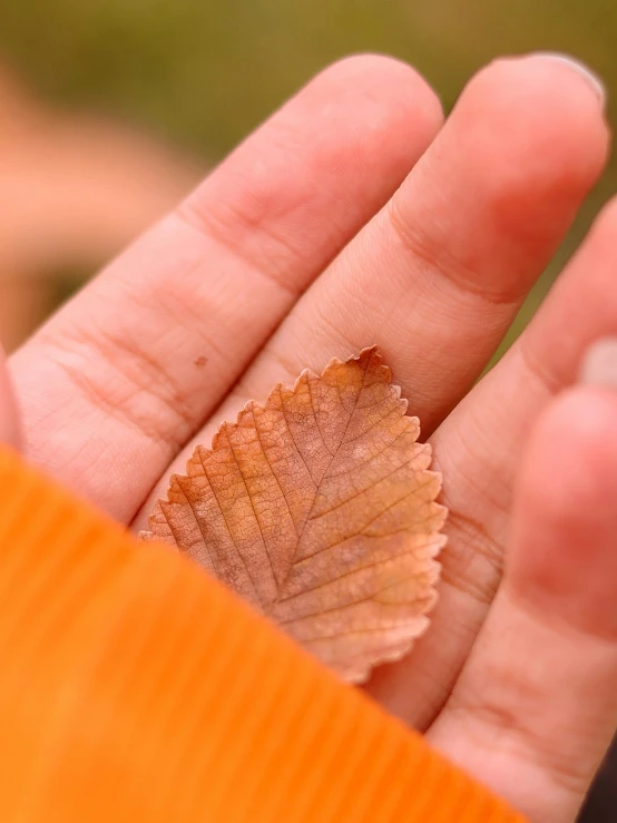 a leaf is displayed in a persons hand