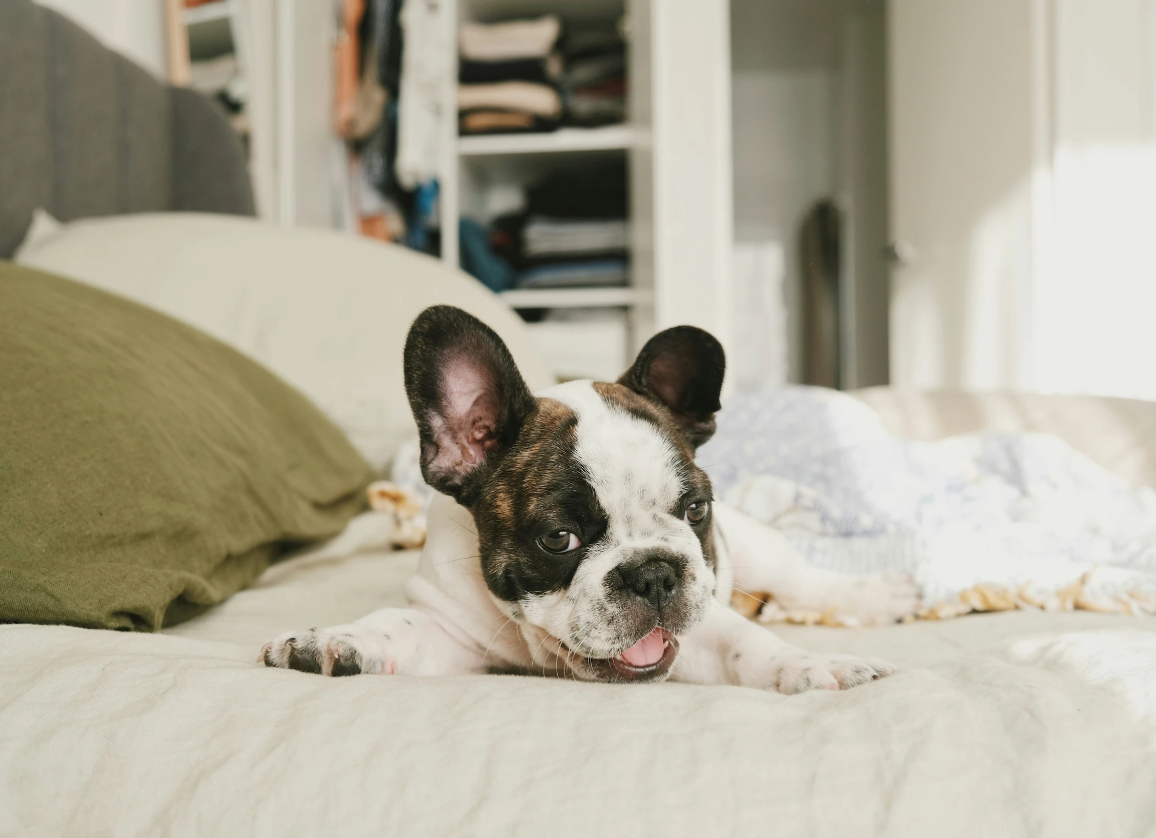 an adorable dog laying on a bed in a bedroom