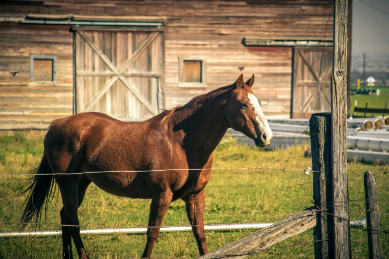 a horse standing in front of a wooden barn