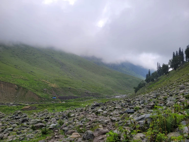 an area with lots of rocks and plants