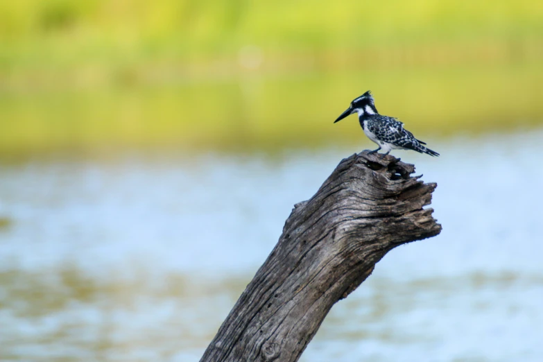 a small bird sits on top of a piece of wood