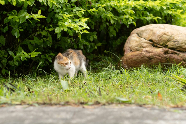 an orange and white cat in a grassy area by bushes