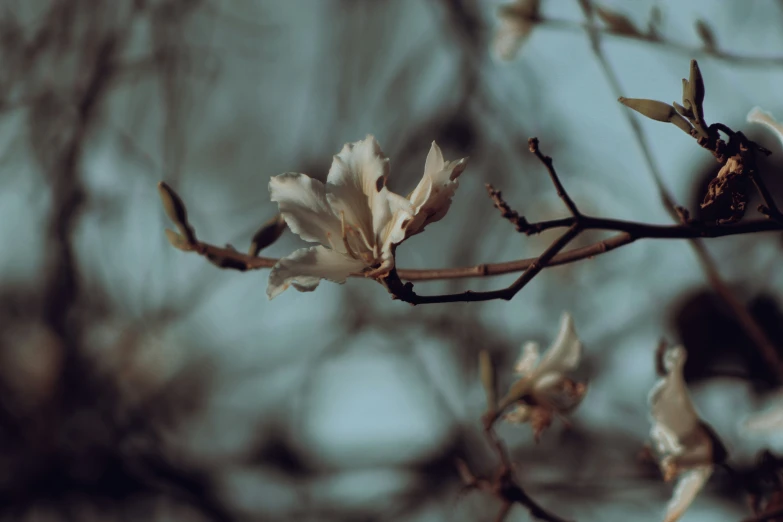 a couple of white flowers that are in a tree