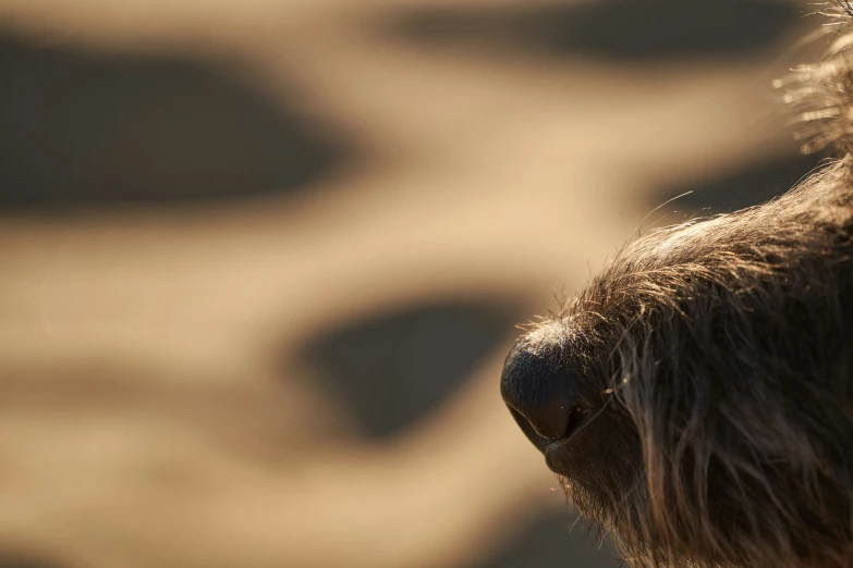 a dog's nose that is outside