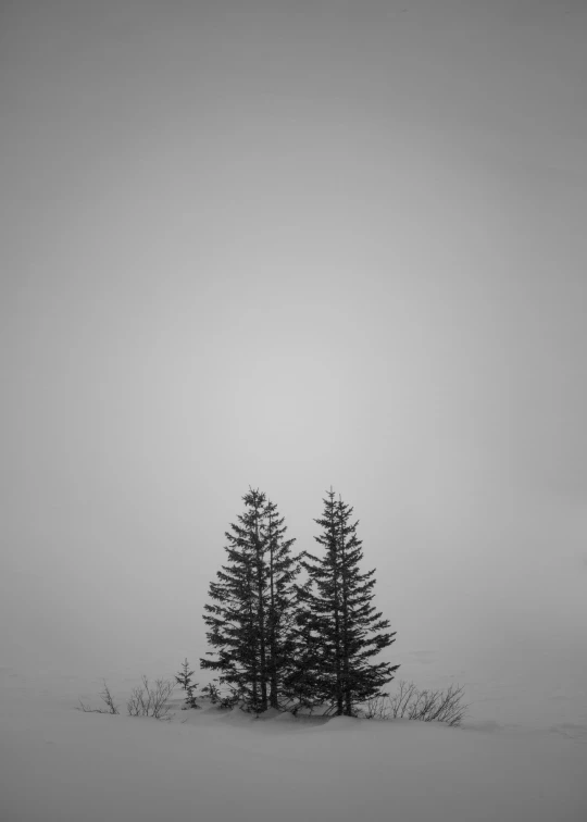 black and white pograph of two trees standing in snow