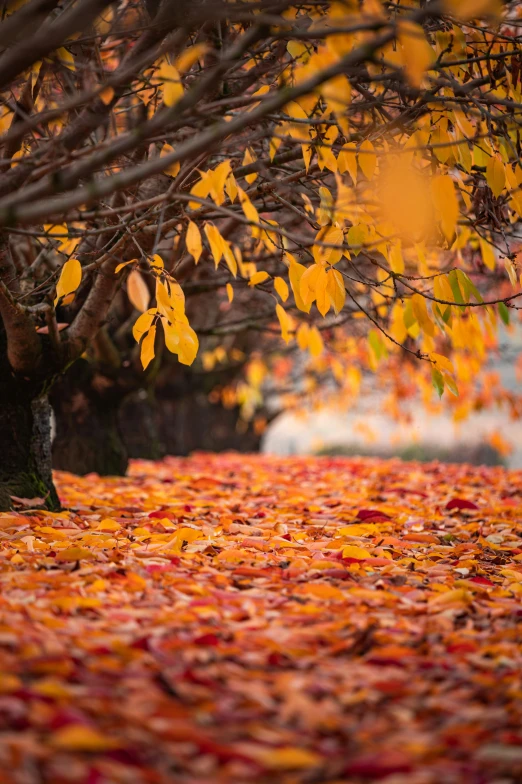 a po taken in the fall from below the leaves