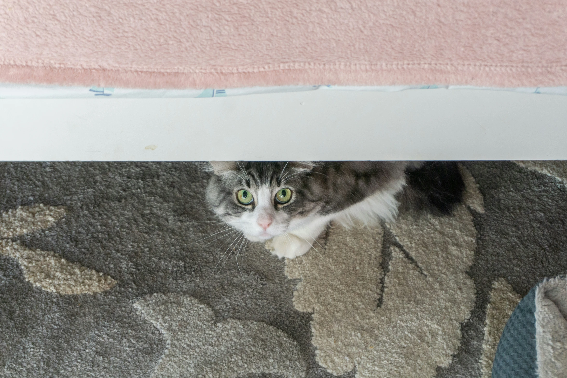 cat hiding under bed in residential bedroom area