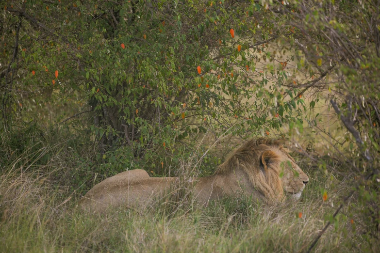 there is a lion that is sitting in the grass