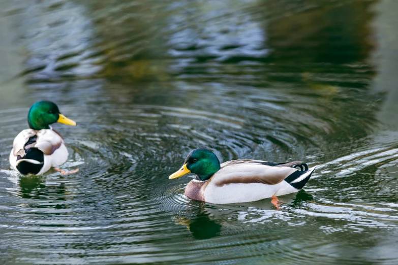 two ducks are in the water near one another