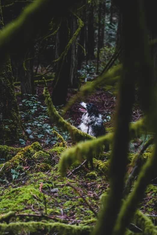 a dog that is walking around in the woods