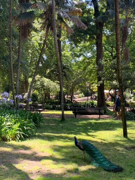 a peacock walking through a lush green park