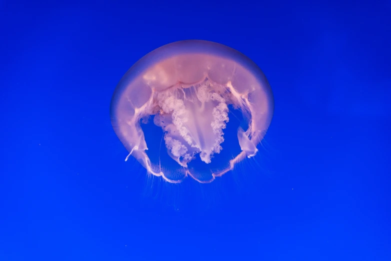 jellyfish looking up into the blue sky with other objects nearby