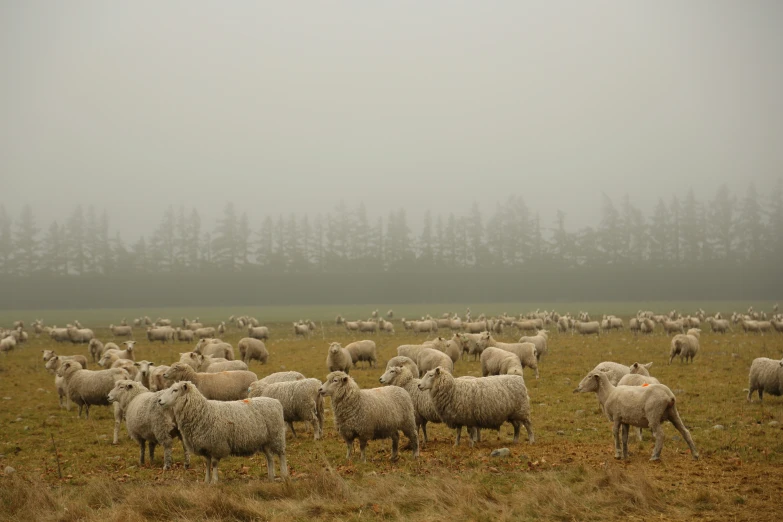 a large flock of sheep is grazing in the fog