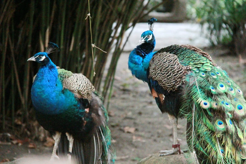 a couple of peacocks standing in front of some plants