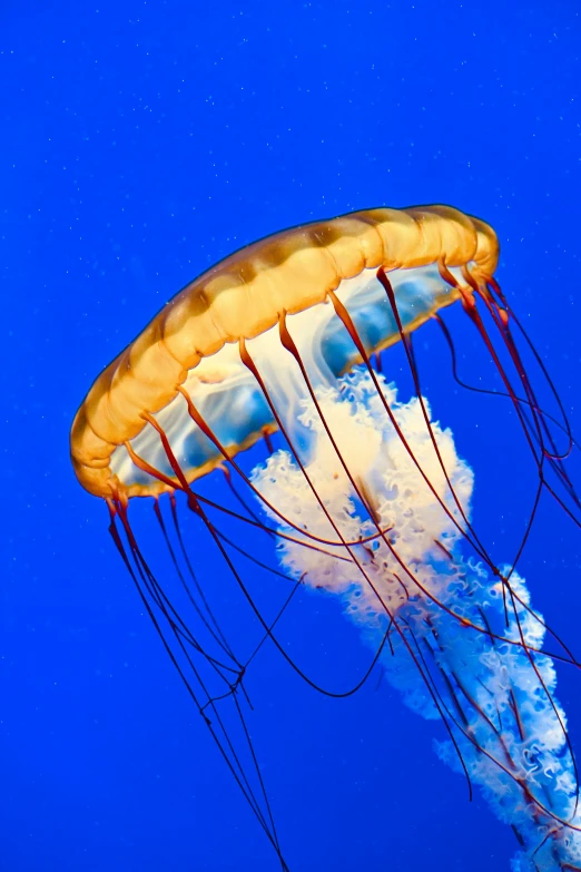 the jellyfish is swimming in the blue water