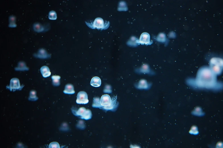many small white jellyfish floating in water