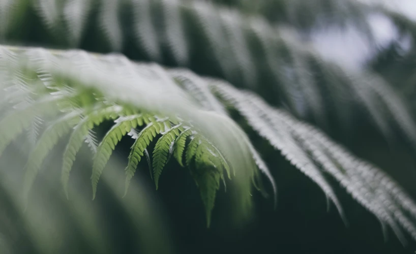 closeup image of fern leaves showing all the growth