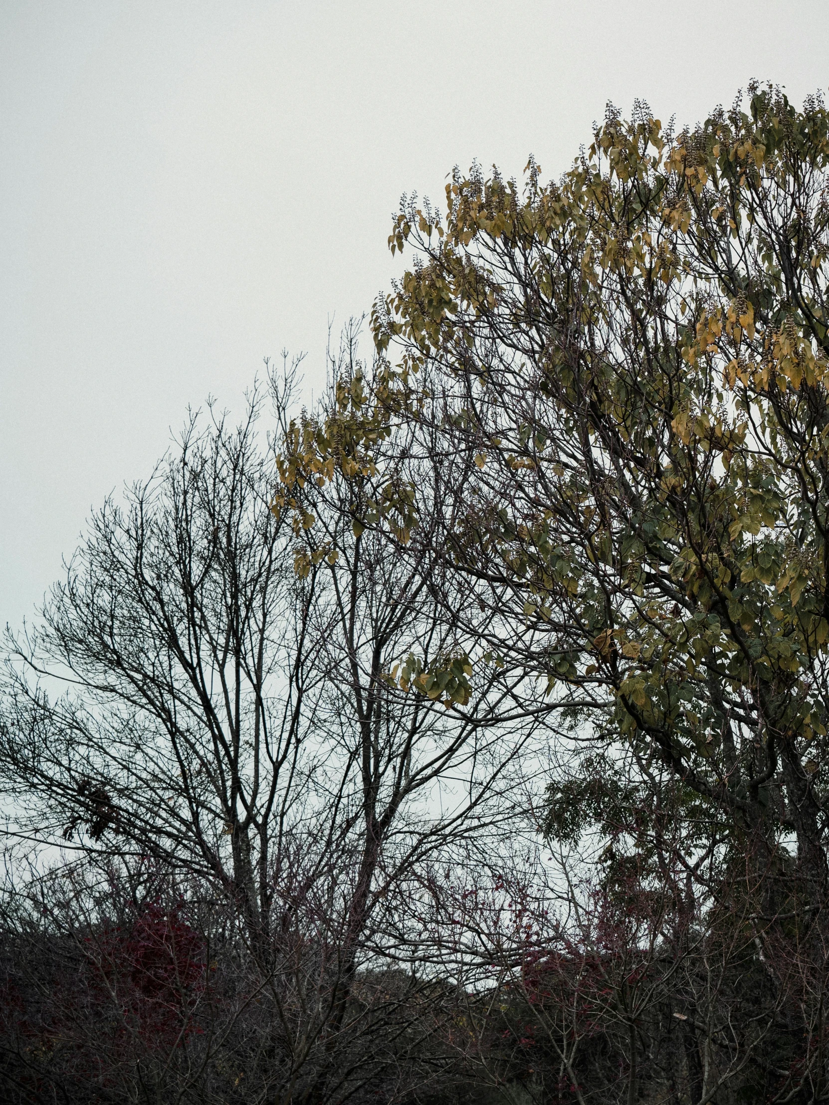 treetops with no leaves in the autumn