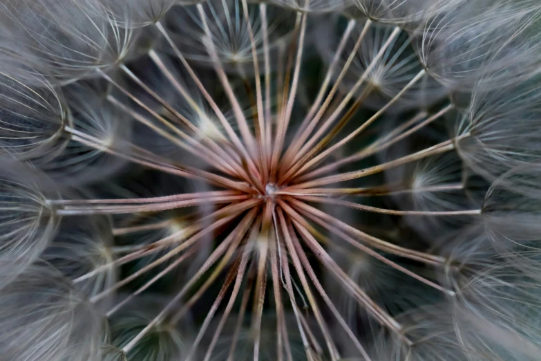 an abstract picture of a dandelion flower in full bloom