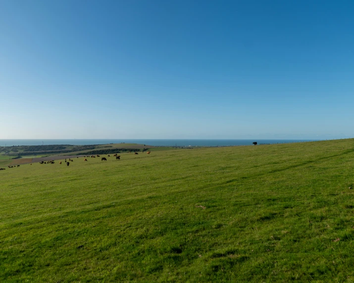 cows graze on a green hillside in a blue sky