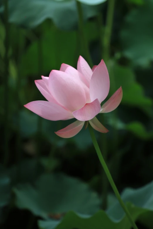 a single pink flower with lots of green leaves in the background