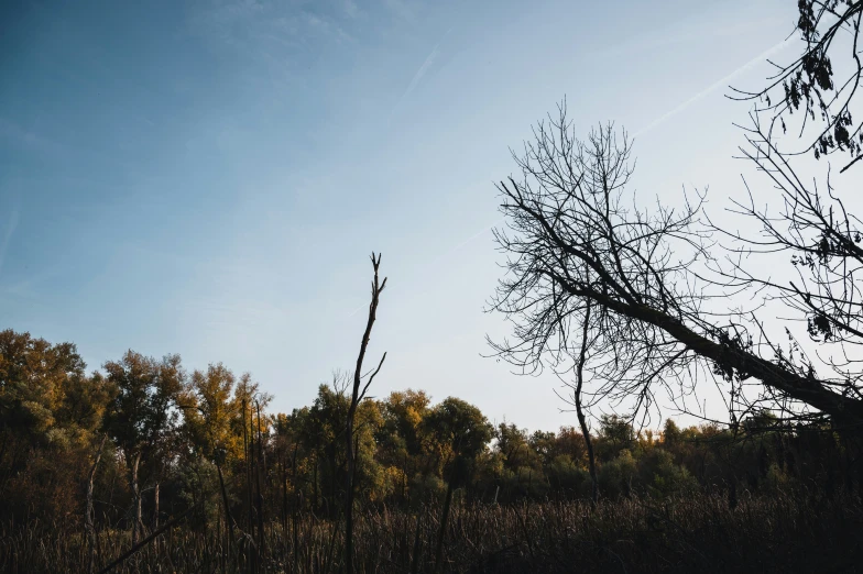 a single tree that is in a field with other trees