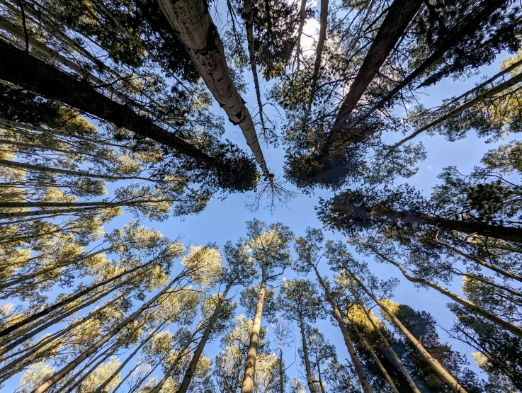 the sky in a forrest filled with tall trees