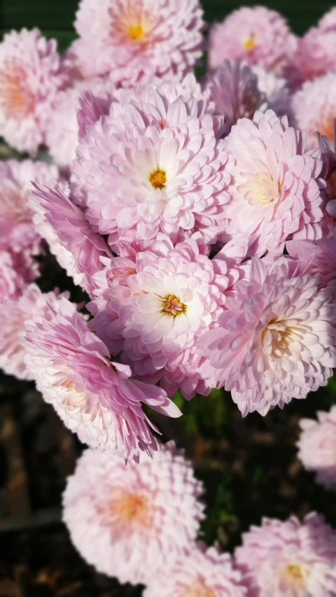 a large bunch of pretty pink flowers with many petals